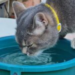 Eine kabellose Katzentrinkbrunnen mit 4 Litern Fassungsvermögen, aus dem eine Katze erfrischendes Wasser trinkt.
