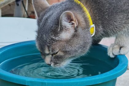 Eine kabellose Katzentrinkbrunnen mit 4 Litern Fassungsvermögen, aus dem eine Katze erfrischendes Wasser trinkt.