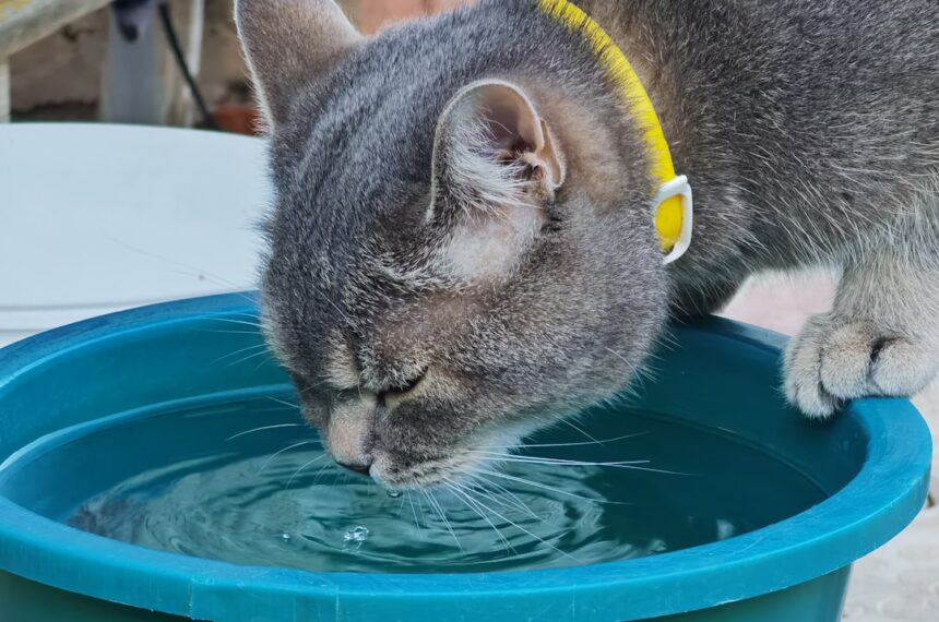 Eine kabellose Katzentrinkbrunnen mit 4 Litern Fassungsvermögen, aus dem eine Katze erfrischendes Wasser trinkt.