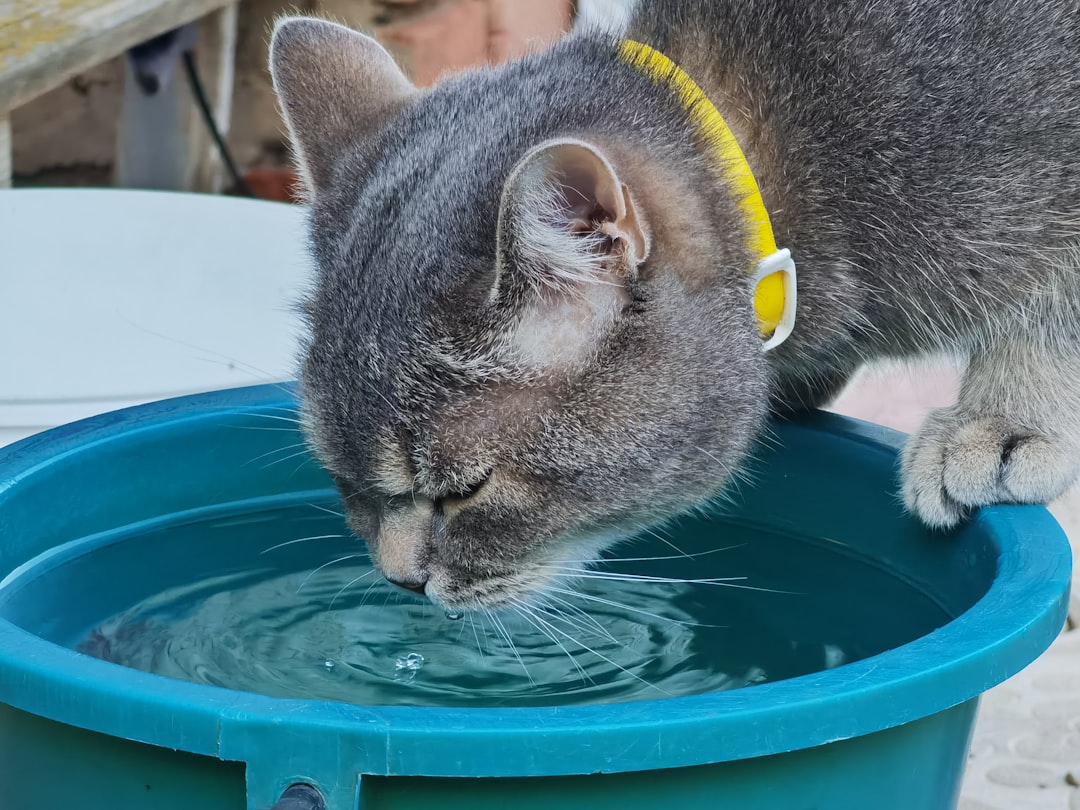 Eine kabellose Katzentrinkbrunnen mit 4 Litern Fassungsvermögen, aus dem eine Katze erfrischendes Wasser trinkt.