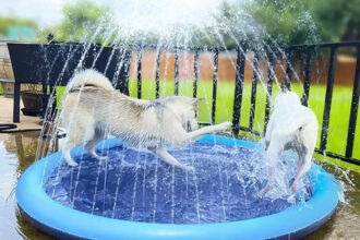Großes rutschfestes Hundespielzeug Wasser Spritzpad Gummimatte
