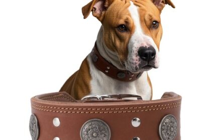 Lederhalsband Hund, 5cm Hundehalsband Leder Breit,