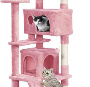 Katzen