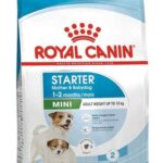 Royal Canin Mini Starter Mother Babydog