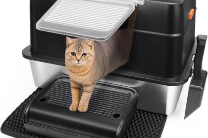 Katzen