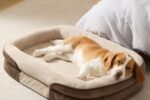 Hundebett mittelgroße Hunde orthopädisch Fleece rutschfest