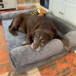Hundebett orthopädisch Grau Sofa Schlafplatz waschbar