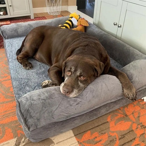 Hundebett orthopädisch Grau Sofa Schlafplatz waschbar