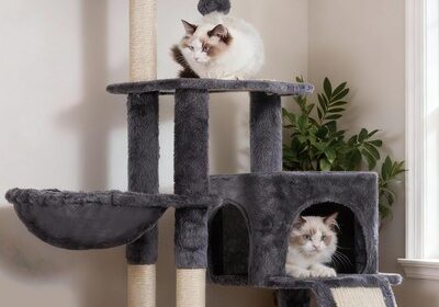 Katzen